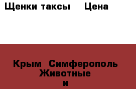 Щенки таксы! › Цена ­ 3 000 - Крым, Симферополь Животные и растения » Собаки   